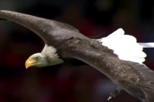 足坛最特别的开场！本菲卡每场比赛前都有一只雄鹰在翱翔！